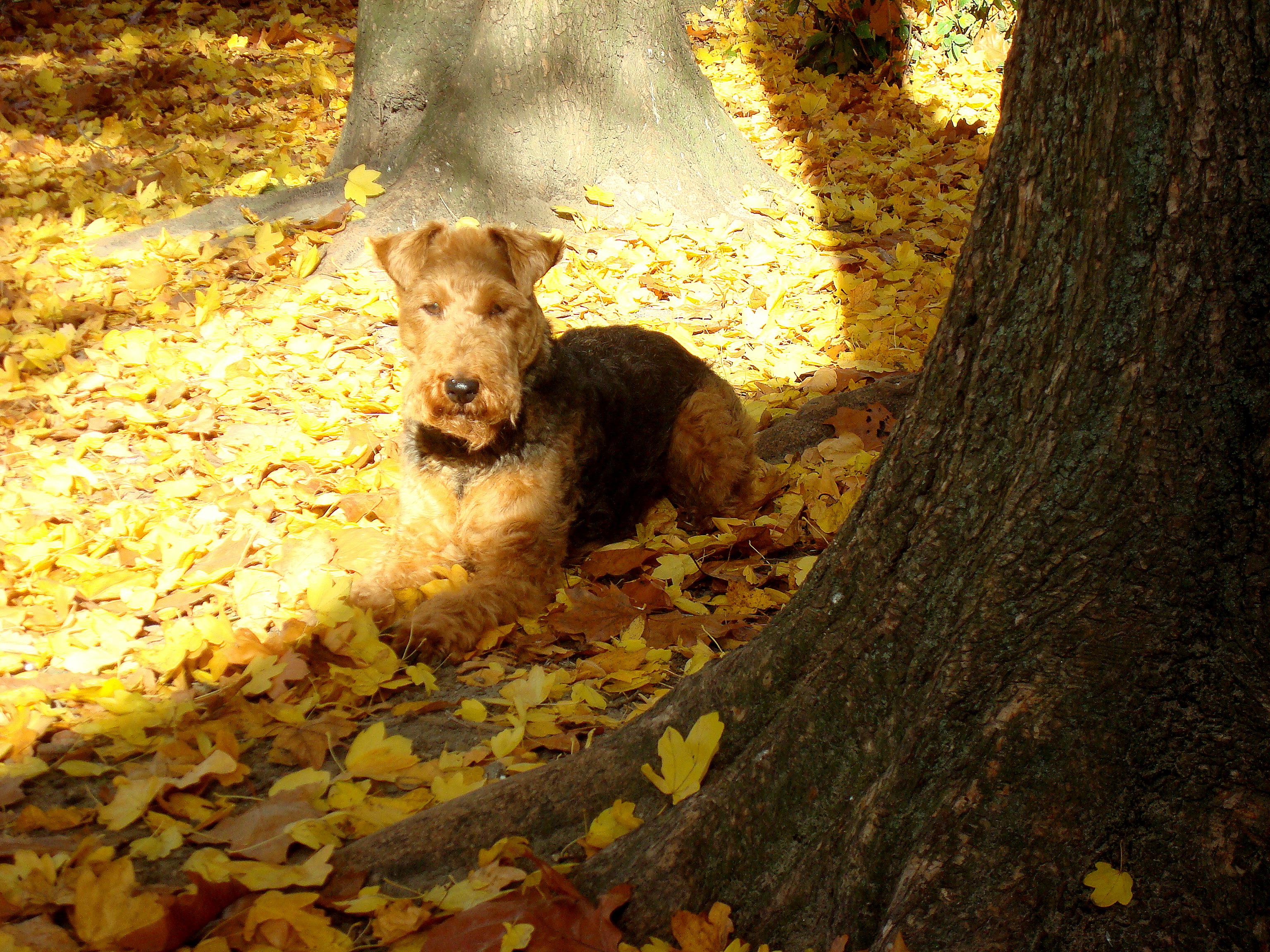 Der Hund in meiner Welt